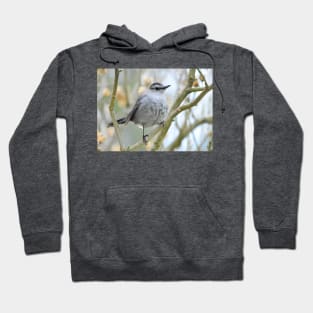 Catbird on Rose of Sharon branch Hoodie